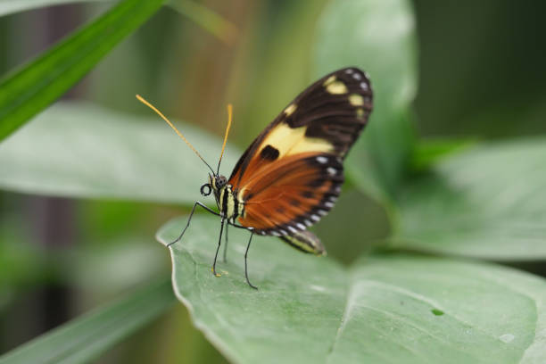 istock Butterflies & Flowers, Ecuador 1329582731