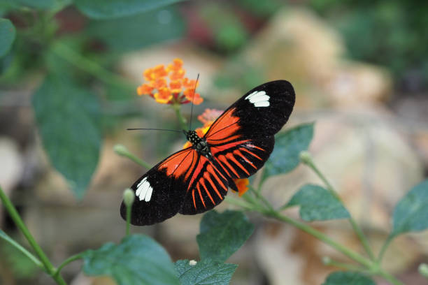 istock Butterflies & Flowers, Ecuador 1329582734