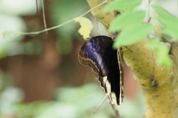 istock Butterflies & Flowers, Ecuador 1329582751