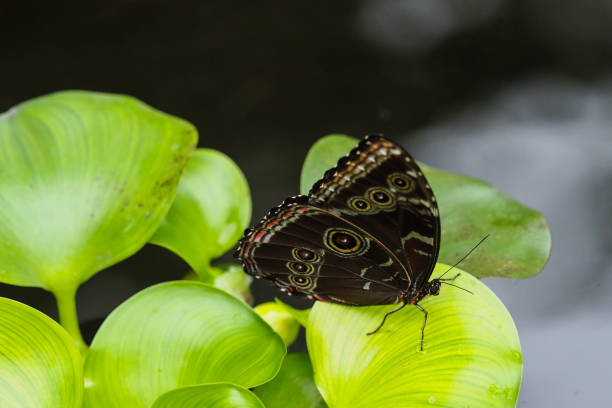 istock Butterflies & Flowers, Ecuador 1329582762