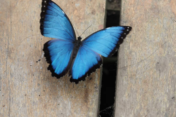 istock Butterflies & Flowers, Ecuador 1329582769
