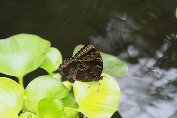 istock Butterflies & Flowers, Ecuador 1329582770