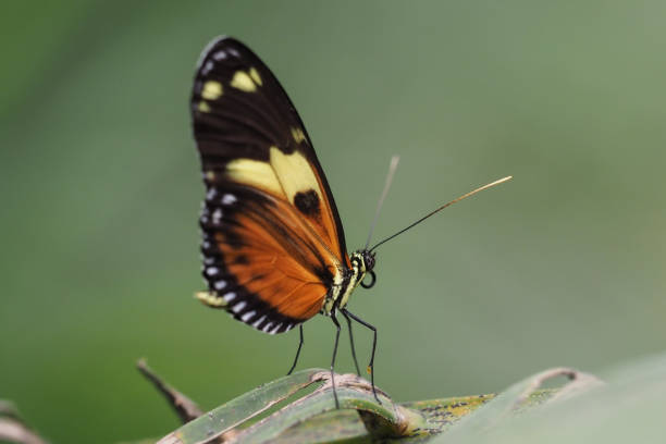 istock Butterflies & Flowers, Ecuador 1329582869