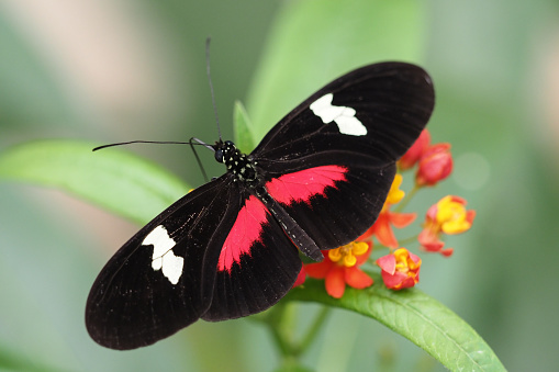 red mormon (papilio rumanzovia) isolated on a white background