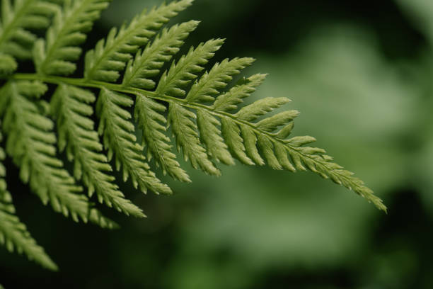 athyrium filix-femina sur fond vert naturel. - silver fern photos et images de collection