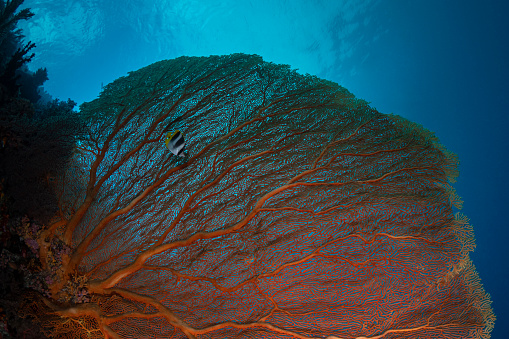 Image of the stunning gorgonian sea fan and the butterflyfish at the Big Drop Off (Ngemelis Wall) in Palau, Micronesia
