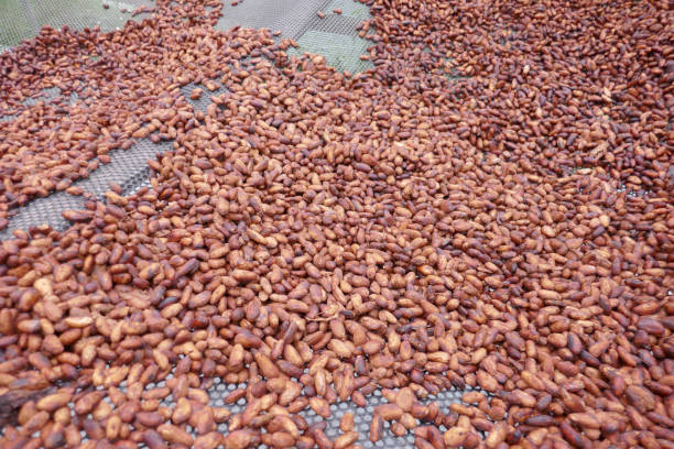 istock Cocoa and Coffee beans,  Ecuador 1329583903