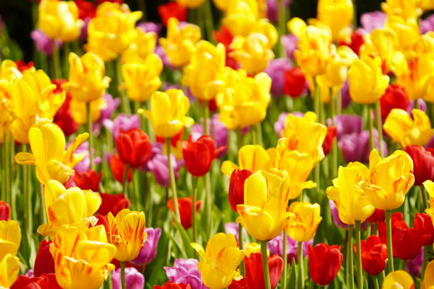 istock Assortment of Tulips 1329585725