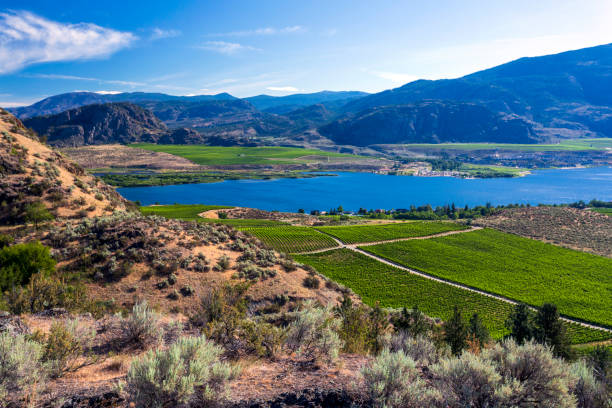 오소요스 포도밭 풍경 오카나간 밸리 - lake canada field okanagan 뉴스 사진 이미지