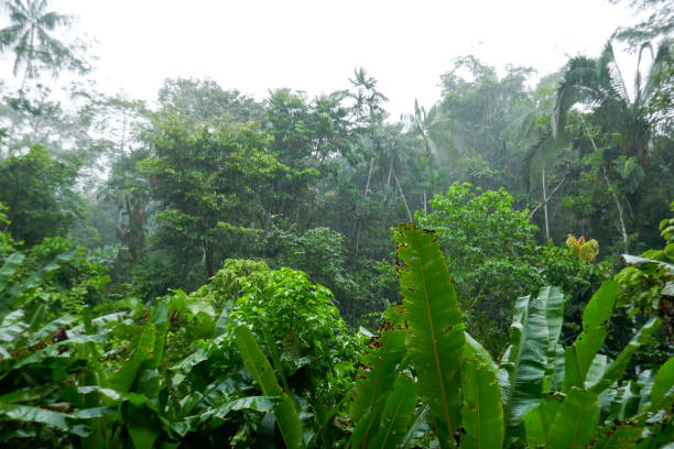 istock Orellana province, Ecuador 1329586616
