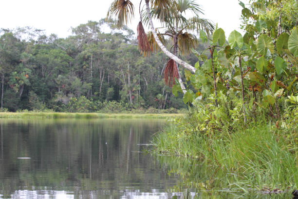 istock Orellana province, Ecuador 1329586629
