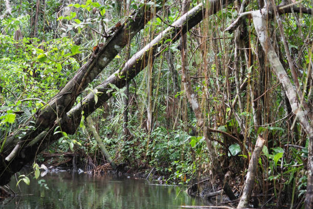 istock Orellana province, Ecuador 1329586654