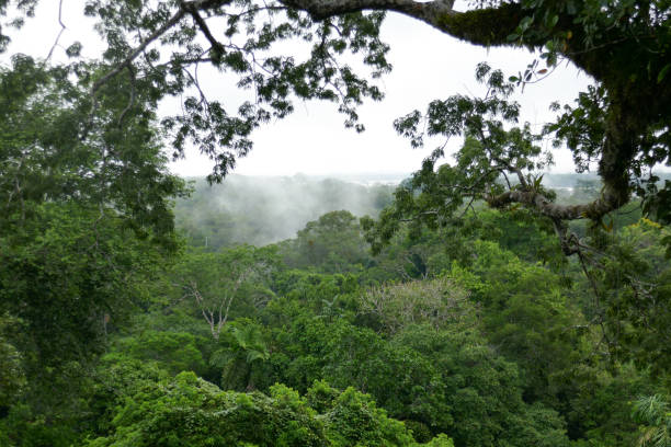 istock Orellana province, Ecuador 1329586692