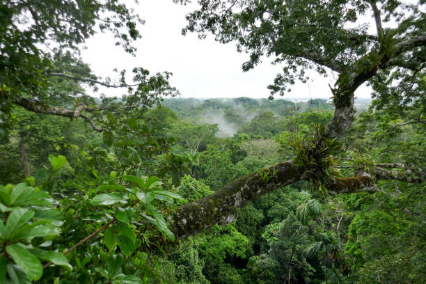 istock Orellana province, Ecuador 1329586700