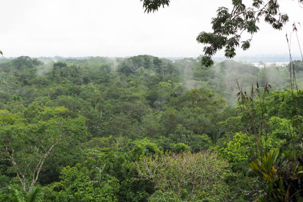 istock Orellana province, Ecuador 1329586719
