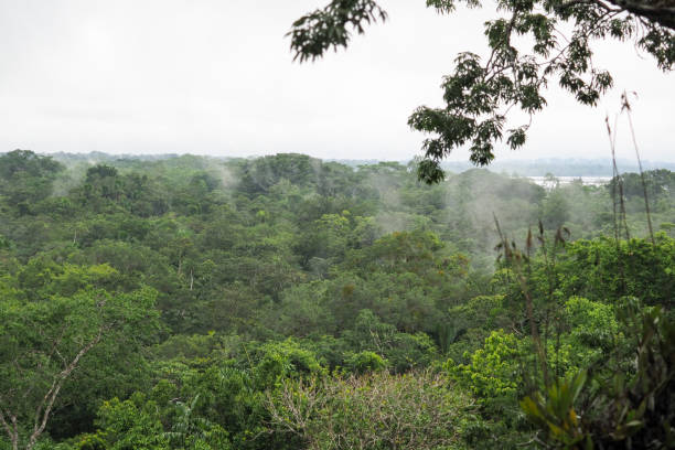 istock Orellana province, Ecuador 1329586724