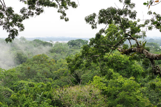 istock Orellana province, Ecuador 1329586729