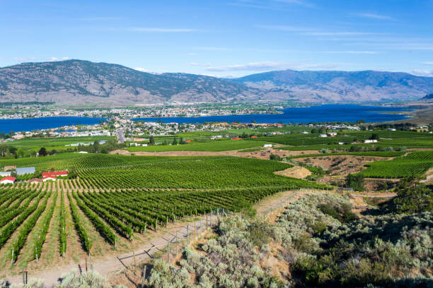 istock Winery Vineyard Osoyoos British Columbia Canada 1329587276
