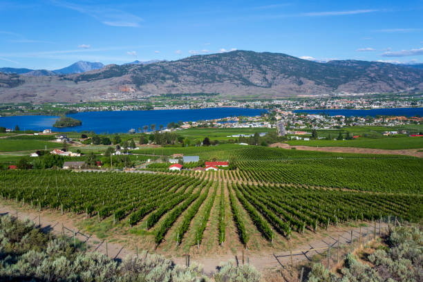 istock Winery Vineyard Osoyoos British Columbia Canada 1329587346