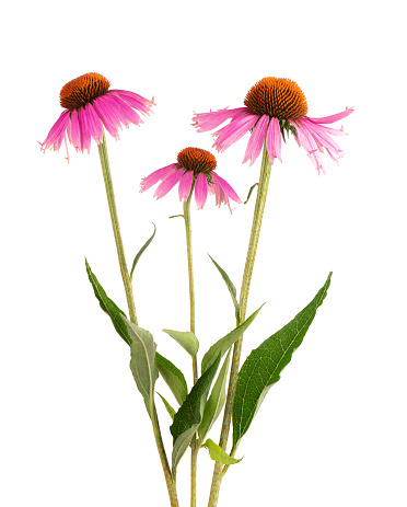 Echinacea purpurea flowers isolated on white background. Medicinal herbal plant