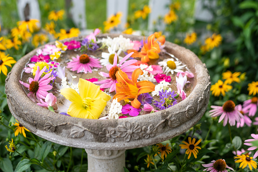 Fresh flower blooms floating in a backyard bird bath in the garden