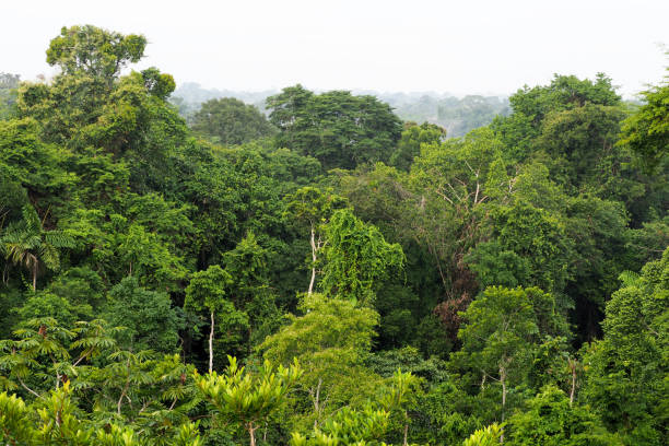 istock Orellana province, Ecuador 1329588305
