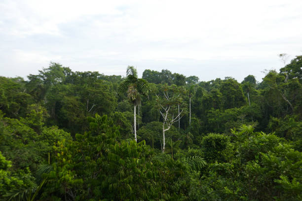 istock Orellana province, Ecuador 1329588314