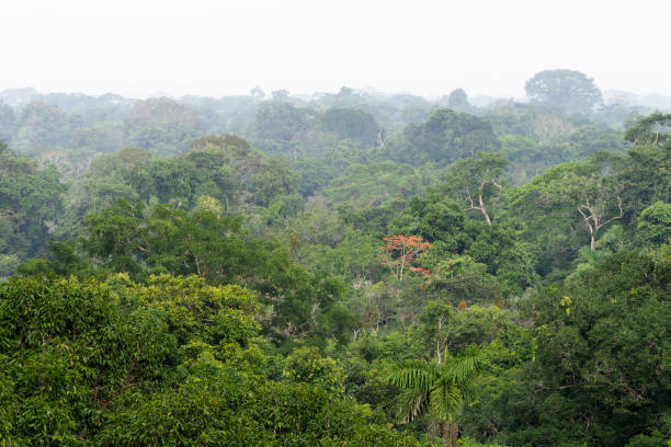 istock Orellana province, Ecuador 1329588330