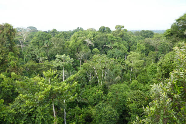 istock Orellana province, Ecuador 1329588351