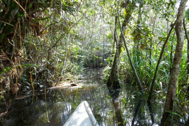 istock Orellana province, Ecuador 1329588469