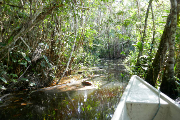 istock Orellana province, Ecuador 1329588480