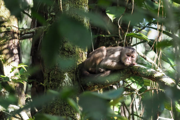 istock Orellana province, Ecuador 1329588524