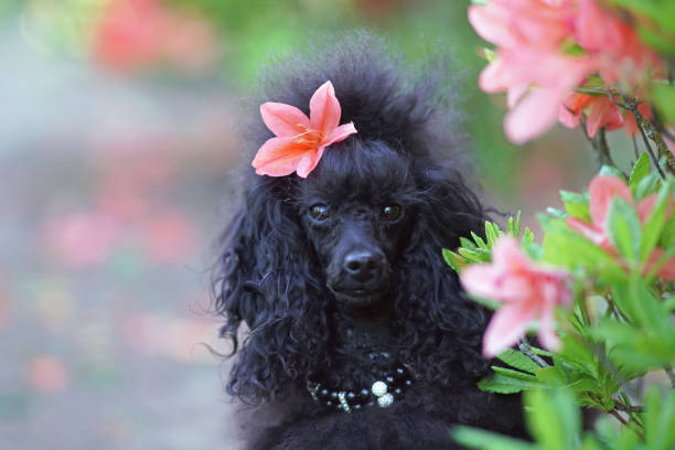 The portrait of a cute black Toy Poodle dog with a Scandinavian lion show clip and a collar posing outdoors near a blooming rhododendron bush with pink flowers in summer The portrait of a cute black Toy Poodle dog with a Scandinavian lion show clip and a collar posing outdoors near a blooming rhododendron bush with pink flowers in summer poodle color image animal sitting stock pictures, royalty-free photos & images