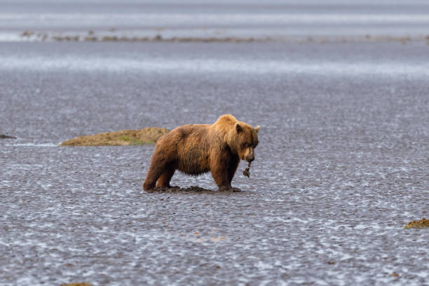 istock Grizzly bear eating clam 1329590779