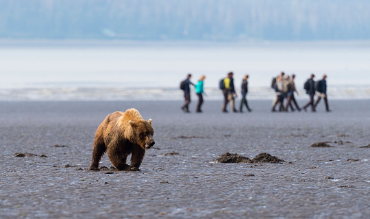 Grizzly bear, ursus arctos horriblis, in its natural habitat. Grizzly bear clamming on the shore. Clams are an important part of grizzly diet.
