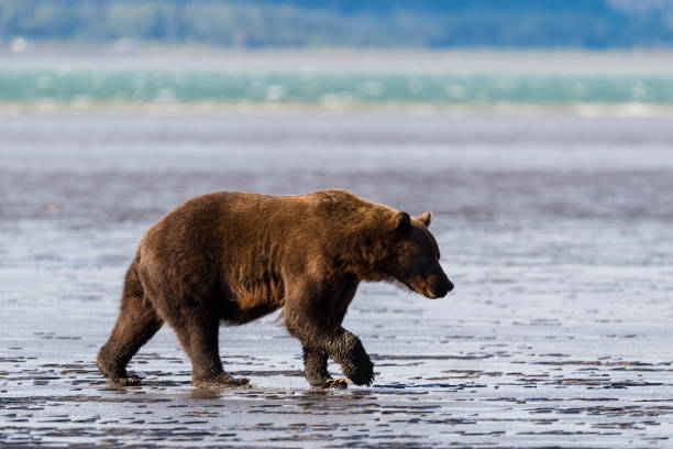 istock Grizzly bear eating clam 1329590915