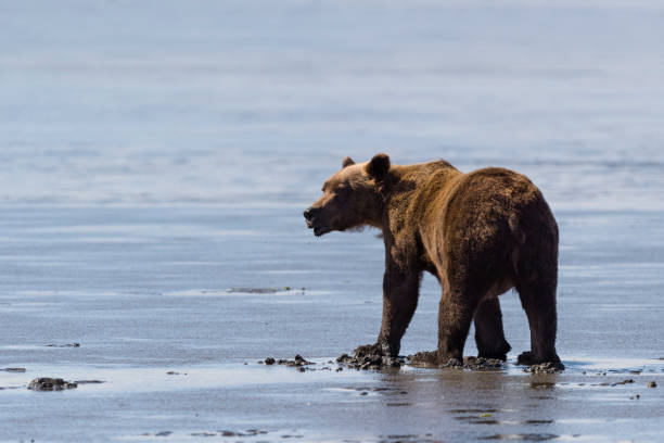 istock Grizzly bear eating clam 1329590979