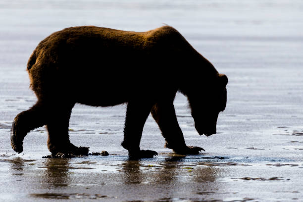 istock Grizzly bear eating clam 1329590991