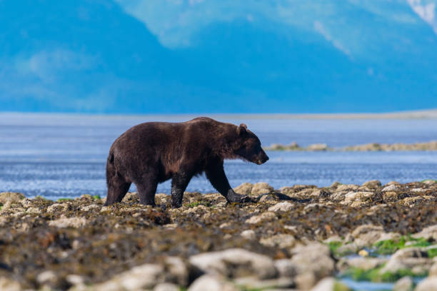 istock Grizzly bear eating clam 1329591504
