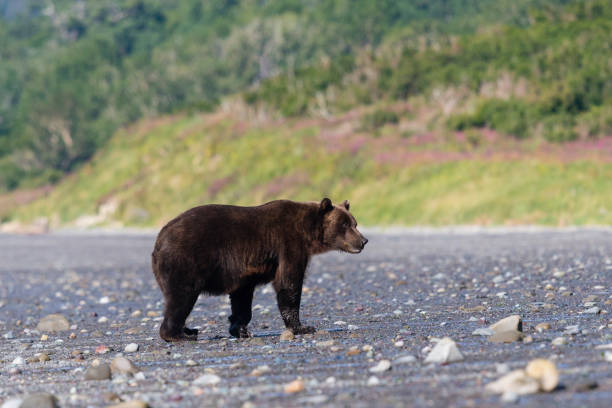 istock Grizzly bear eating clam 1329591518