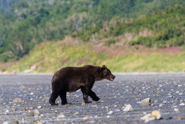 istock Grizzly bear eating clam 1329591520