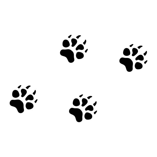 следы енотовой собаки изолированная векторная иллюстрация. - raccoon dog stock illustrations