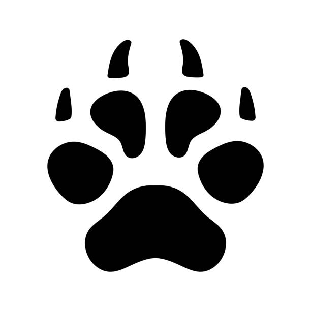 след енотовидной собаки изолированная векторная иллюстрация. - raccoon dog stock illustrations