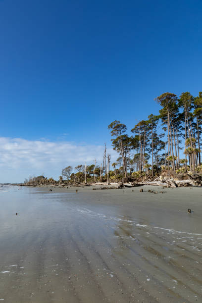 cielo blu brillante e palme palmetto lungo la costa, hunting island south carolina, usa - day vertical palmetto south carolina foto e immagini stock