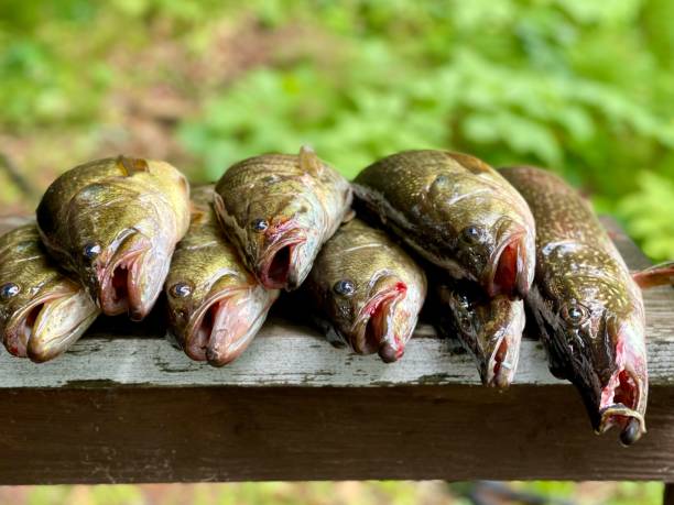 istock Eight bass fish laying on board 1329595308