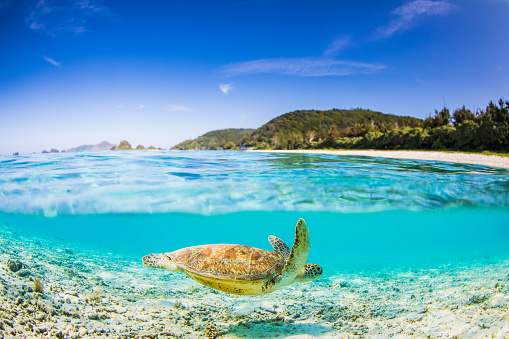 A seaturtle enjoying swimming around in pristine clear ocean waters of Zamami island, Okinawa.