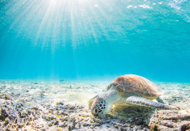 istock A Sea turtle swims in clean clear blue waters with sunbeams behind 1329600267