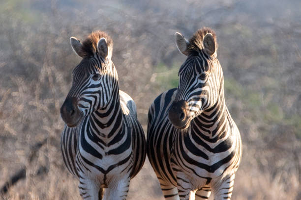 Zebra pair during golden hour in South Africa RSA