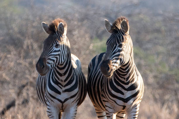 Zebra pair during golden hour in South Africa RSA stock photo