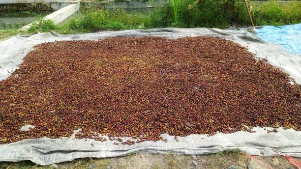 istock photo of coffee beans being dried 1329602442